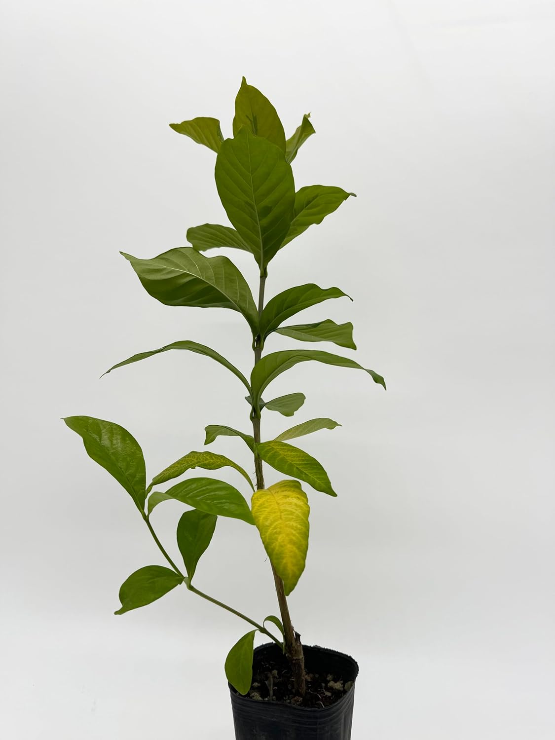 チャールズ・ファジーノ 「SUSHI BOMBER」直筆サイン入り